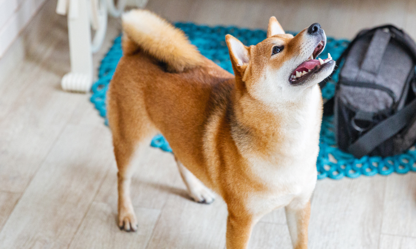 γαυγισμα_σκυλου_1